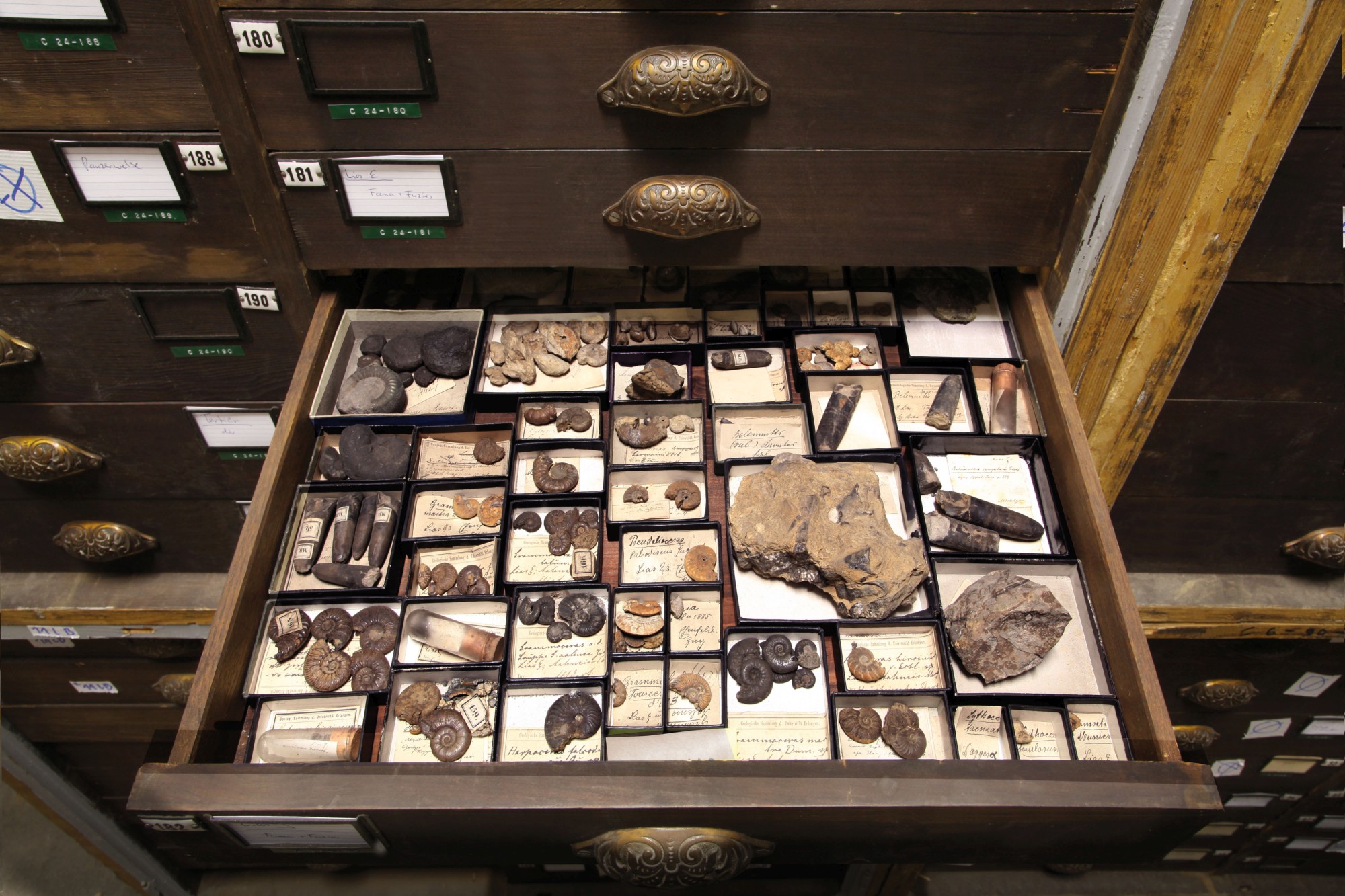Ammoniten und Belemniten aus dem historischen Bestand der Geologischen Sammlung (Bild: Georg Pöhlein)