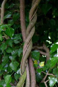 Pflanze im Botanischen Garten (Bild: FAU)