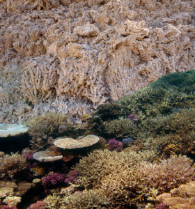 Korallenriff (Montage: FAU)
