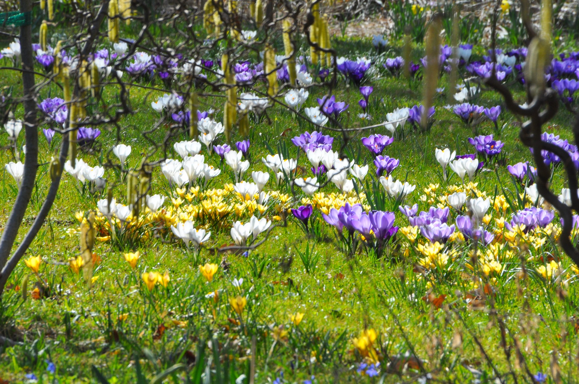 Fuhrung Zwiebelpflanzen Und Fruhjahrsbluher Im Botanischen