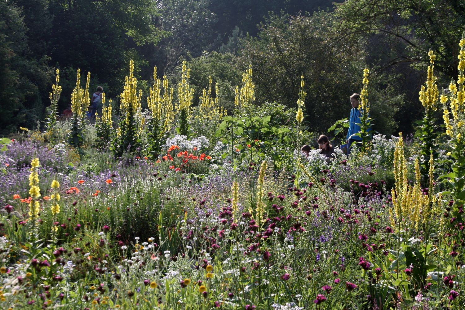 Der Aromagarten (Bild: Katrin Simon)