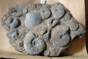 Versteinerte Muscheln und Ammoniten dienten den Forschern dazu, herauszufinden, wie flexibel sich Meerestiere an veränderte Umweltbedingungen anpassen. (Bild: Museum für Naturkunde Berlin)