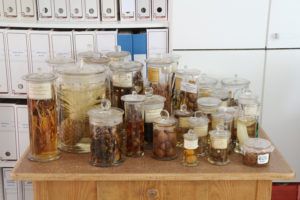 Historische Feuchtpräparate der Botanischen Sammlung bei einer Führung im Botanischen Garten der FAU. (Bild: Georg Pöhlein)