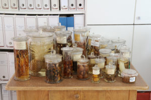 Historische Feuchtpräparate der Botanischen Sammlung bei einer Führung im Botanischen Garten der FAU. (Bild: Georg Pöhlein)