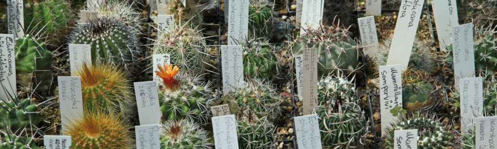 Cactus collection in the Botanical Garden (image: Georg Pöhlein)
