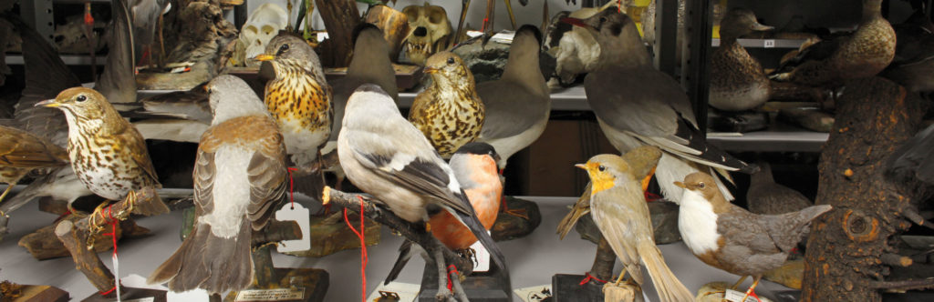 Stuffed birds in the Zoological Collection’s storerooms (image: Georg Pöhlein)