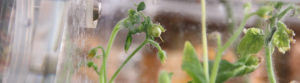 Tomaten im Weltall