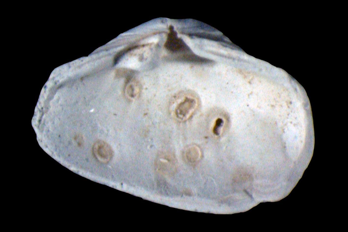 Beispiel einer mit Trematoden befallen Muschel (Potamocorbulaamurensis), angezeigt durch Fehlbildungen in der Schale. (Bild: DOI number 10.1073/pnas.1416747111)
