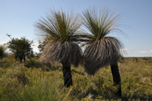 Der Grasbaum Xanthorrhoea preisii (Bild: Walter Welß)