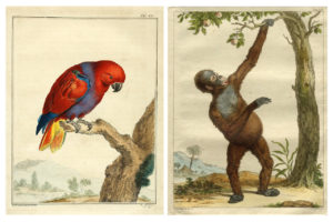 Ausstellung: „Fantasie und Wirklichkeit“ in zoologischen Werken