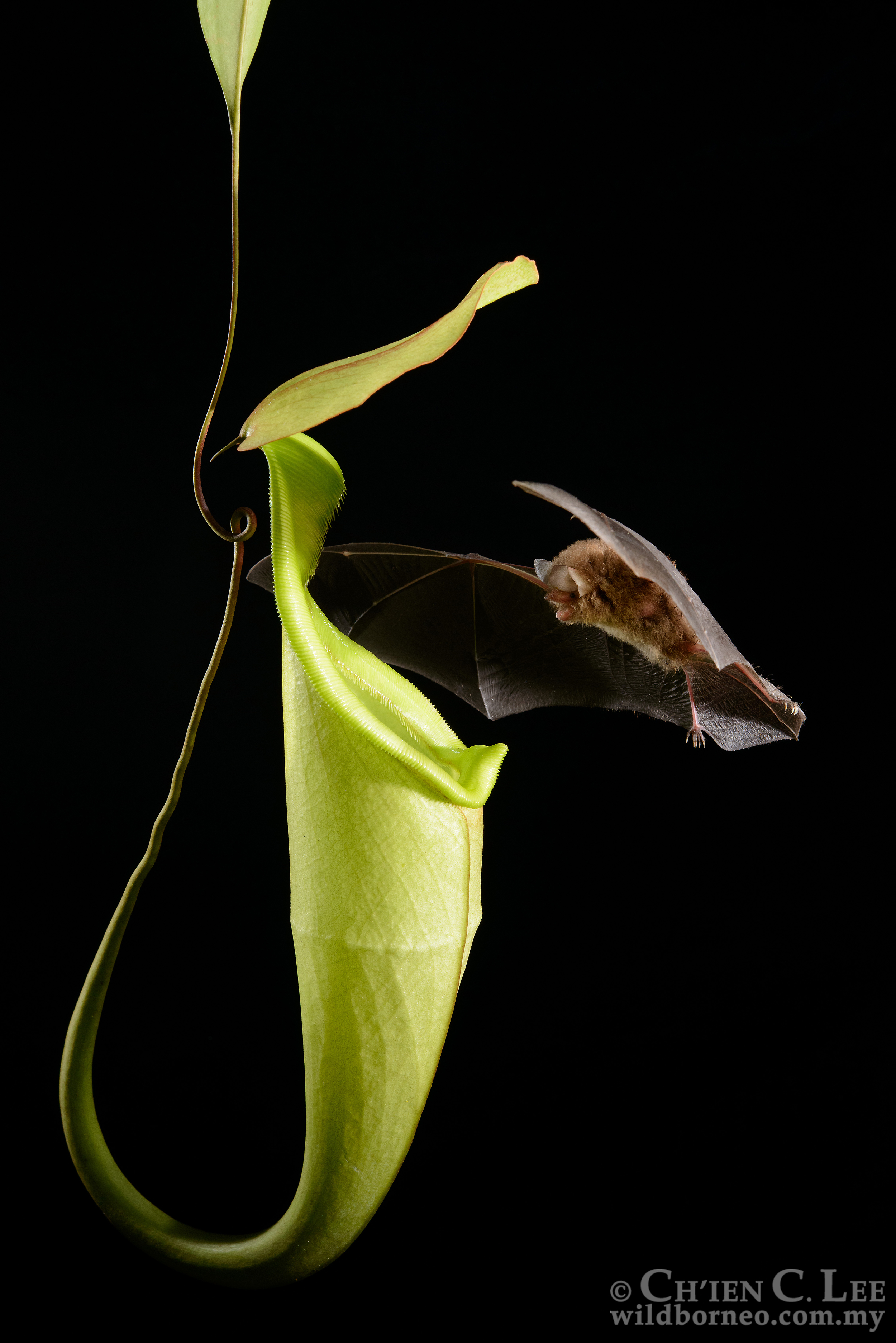 Das Bild zeigt eine Hardwicke-Wollfledermaus beim Anflug an ihr Tagesquartier: eine Kanne der fleischfressenden Pflanze Nepenthes hemsleyana. Diese Kanne weist an ihrer inneren Rückwand direkt über der Kannenöffnung eine stark schallreflektierende Struktur auf, mit der ihre Bewohner sie leicht finden können. Foto: Ch‘ien C. Lee/www.wildborneo.com.my