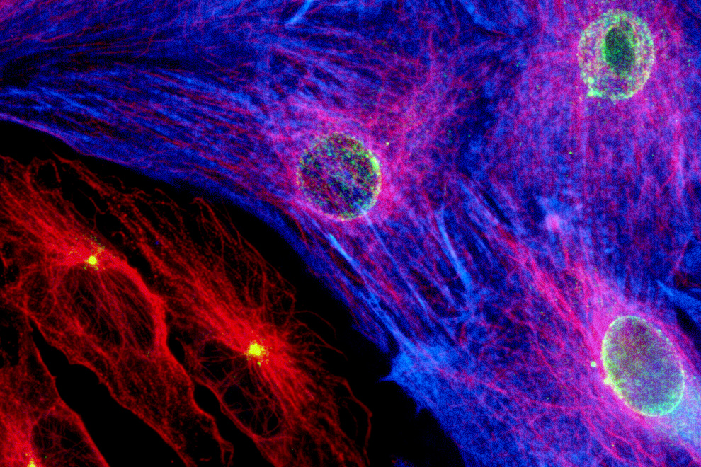 Herzmuskelzellen (Bild: Urheber David C. Zebrowski, Felix B. Engel)