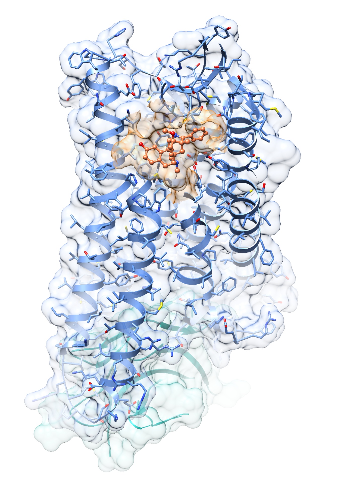 3D-Strukturen von Rezeptoren und Proteinen, die sie aktivieren, sollen Forschern helfen, maßgeschneiderte Medikamente herzustellen. Im Bild ist die Kristallstruktur des μ-Opioidrezeptor-Agonist- Komplexes im Aktivzustand zu sehen (orange: Agonist BU72; blau: μ-Opioidrezeptor; türkis: G-Protein imitierender Nanobody). Die genaue Struktur hat ein Team mit Beteiligung der FAU jetzt entschlüsselt. (Grafik: Ralf Kling, FAU)