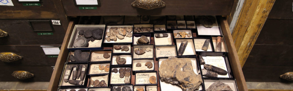 Ammoniten und Belemnien aus dem historischen Bestand der Geologischen Sammlung (Bild: Georg Pöhlein)