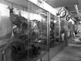 In den 90er-Jahren lagerten in der Kegelbahn unter anderem Teile der Zoologischen Sammlung der FAU. (Bild: Erich Malter)
