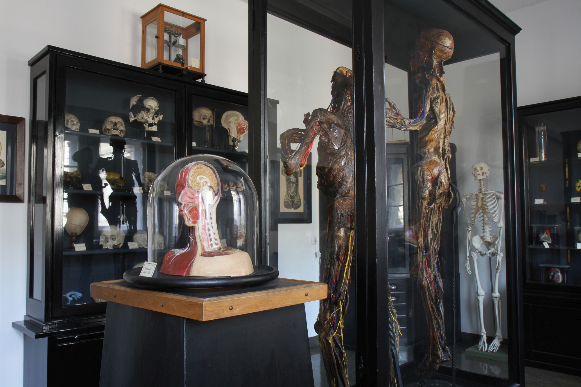 Blick in die Historische Sammlung der Anatomie mit Modell und zwei Ganzkörperpräparaten (Bild: Georg Pöhlein)