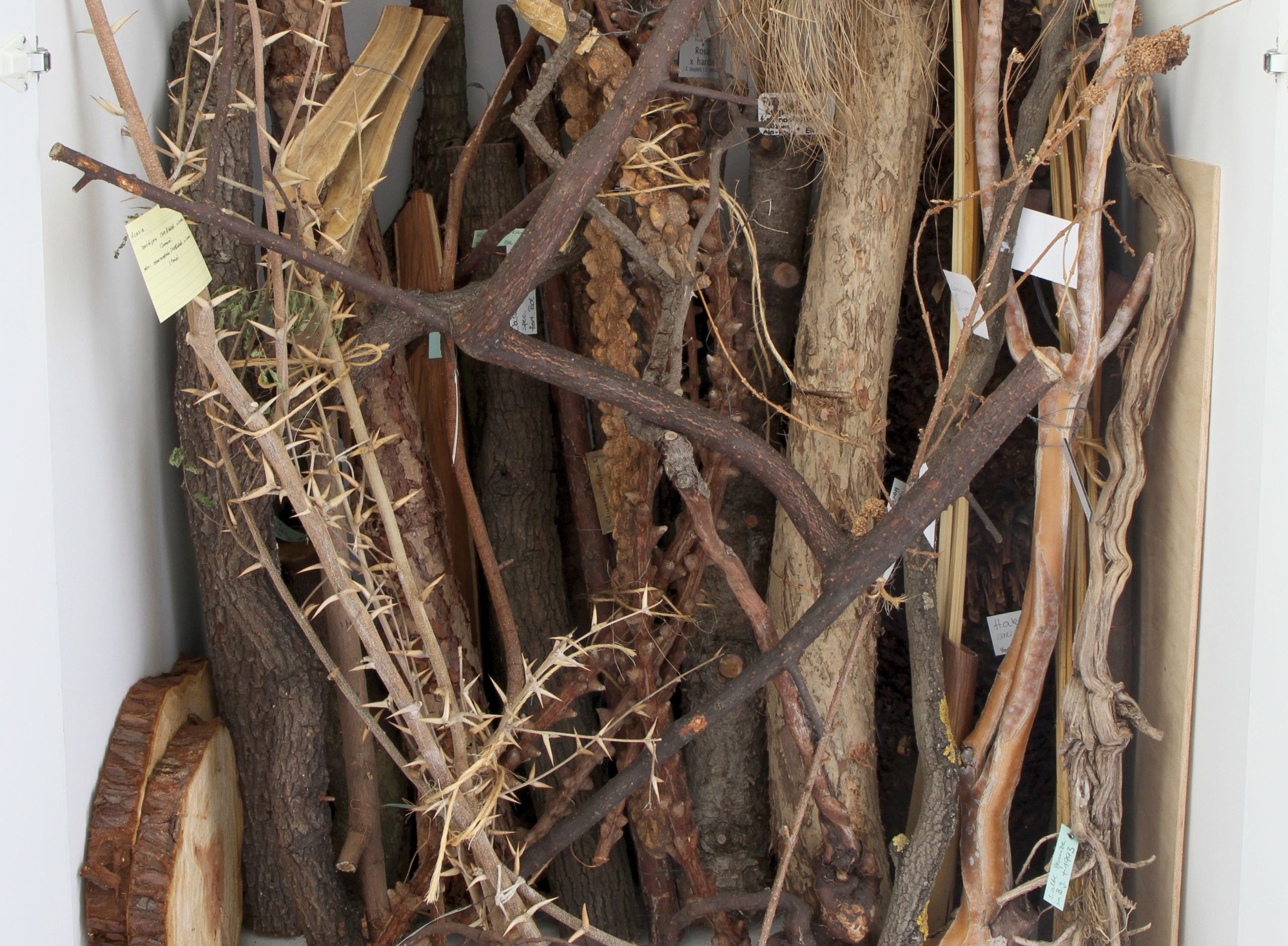 Sammlungsschrank mit verschiedenen Hölzern in der botanischen Lehrsammlung (Bild: Georg Pöhlein)