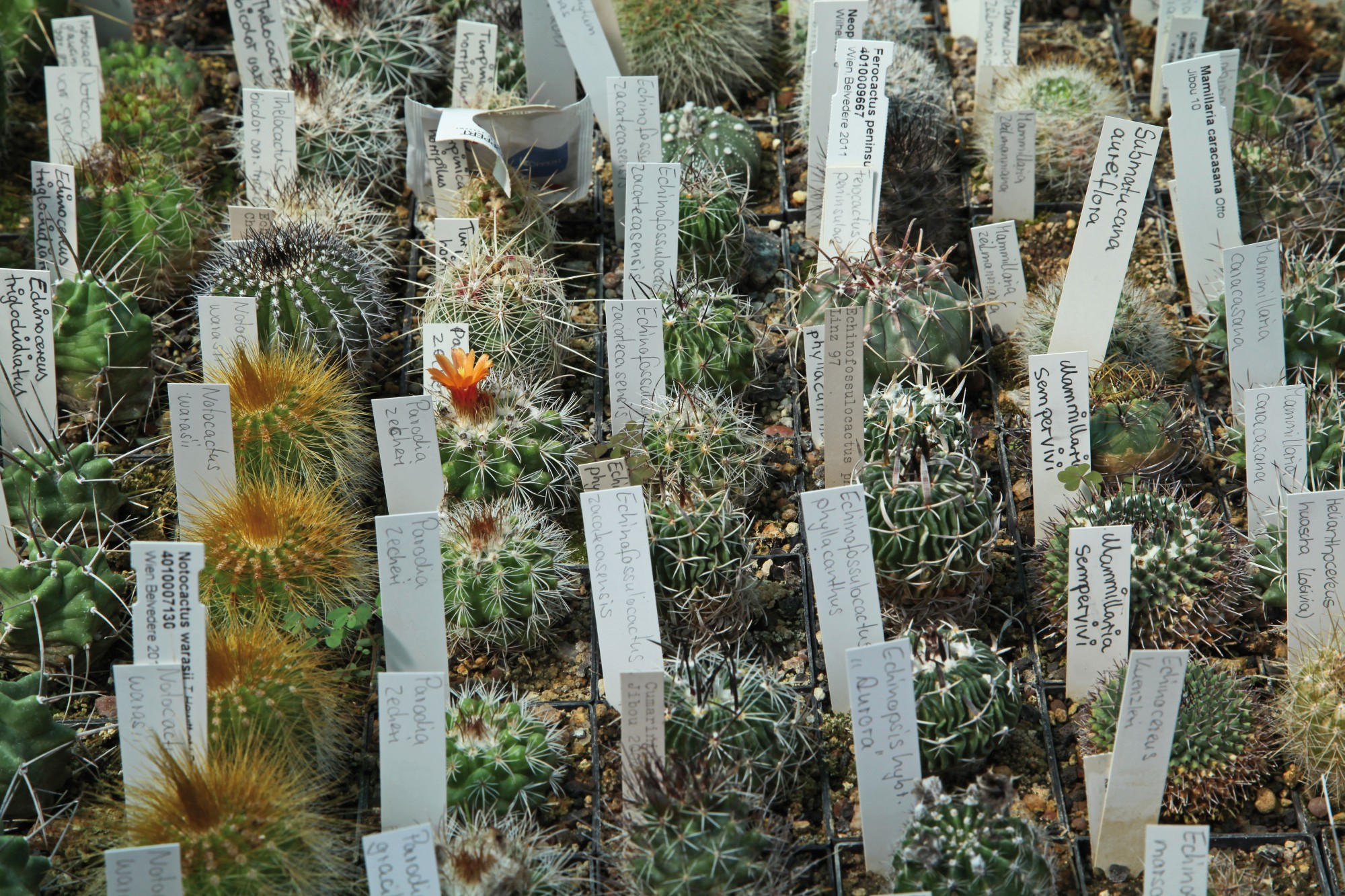 Kakteensammlung im Botanischen Garten (Bild: Georg Pöhlein)