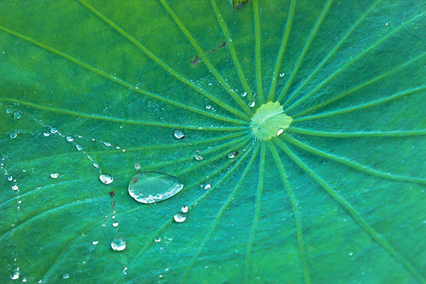 Lotusblatt mit Wassertropfen
