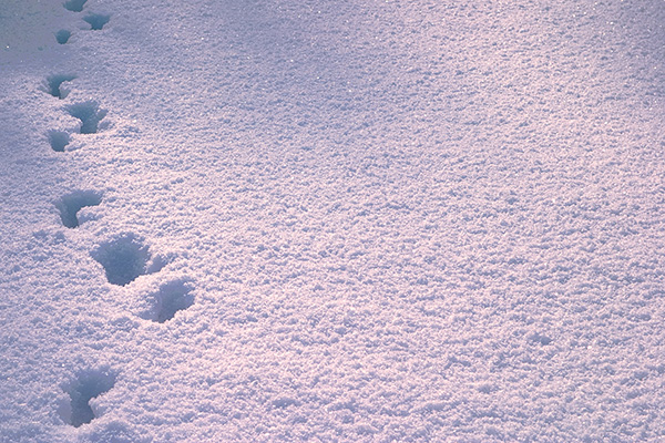 Zum Artikel "Warum Schnee unter Last plötzlich nachgibt"