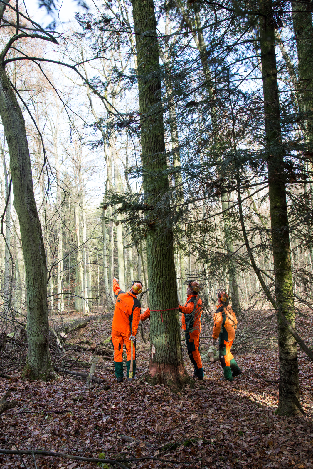 Am 15. Dezember 2016 fiel der Startschuss für das Projekt mit dem Schlagen des ersten Baums für den Bootsbau. (Bild: FAU/Georg Pöhlein)