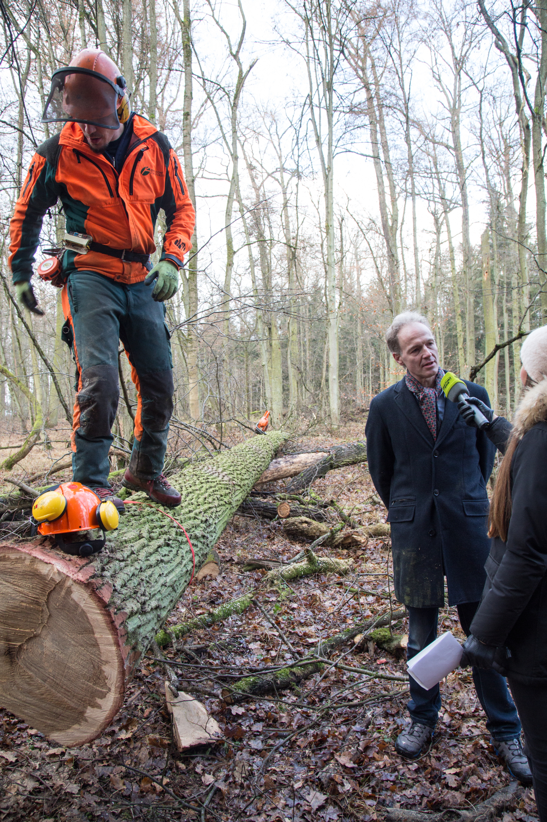 Am 15. Dezember 2016 fiel der Startschuss für das Projekt mit dem Schlagen des ersten Baums für den Bootsbau. (Bild: FAU/Georg Pöhlein)