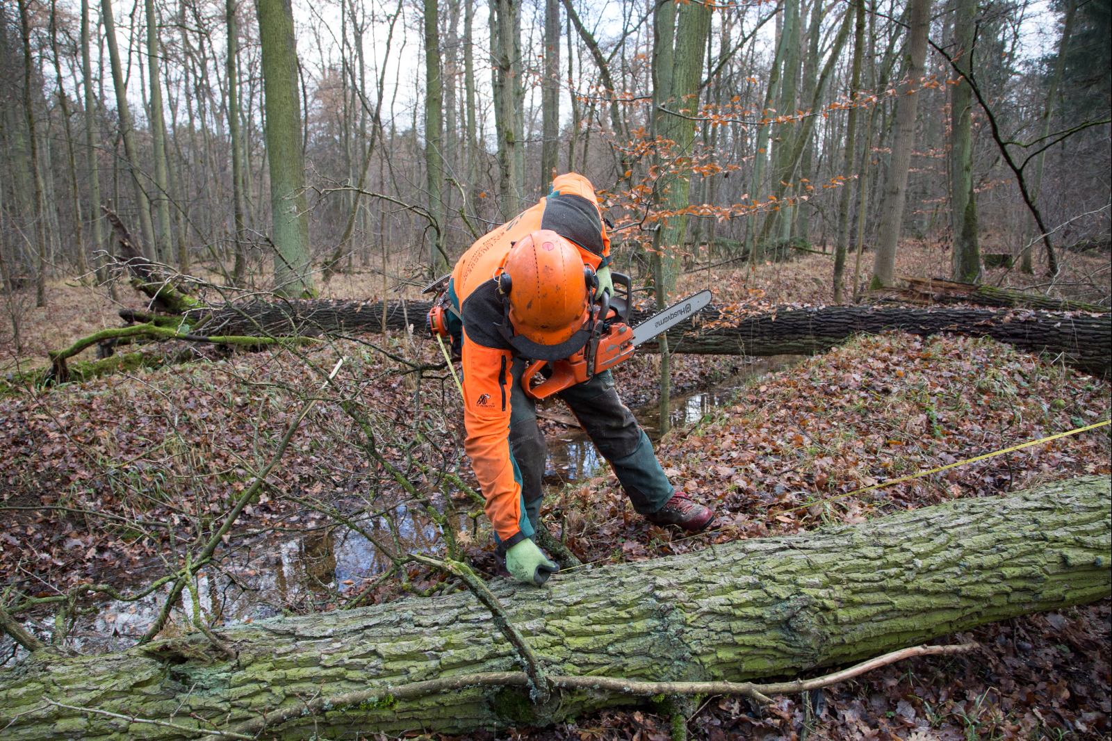 Am 15. Dezember 2016 fiel der Startschuss für das Projekt mit dem Schlagen des ersten Baums für den Bootsbau. (Bild: FAU/Georg Pöhlein)