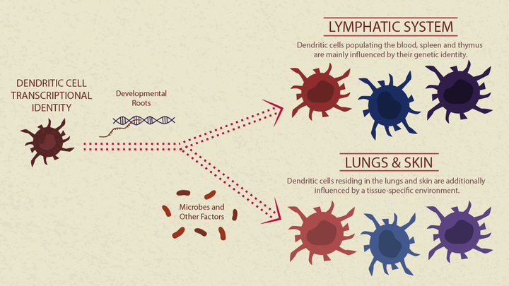 Zum Artikel "Wächter des menschlichen Immunsystems enträtselt"