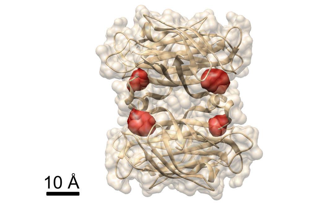 Zum Artikel "Ein tiefer Blick ins Protein"