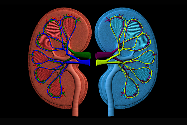 Grafik von zwei Nieren