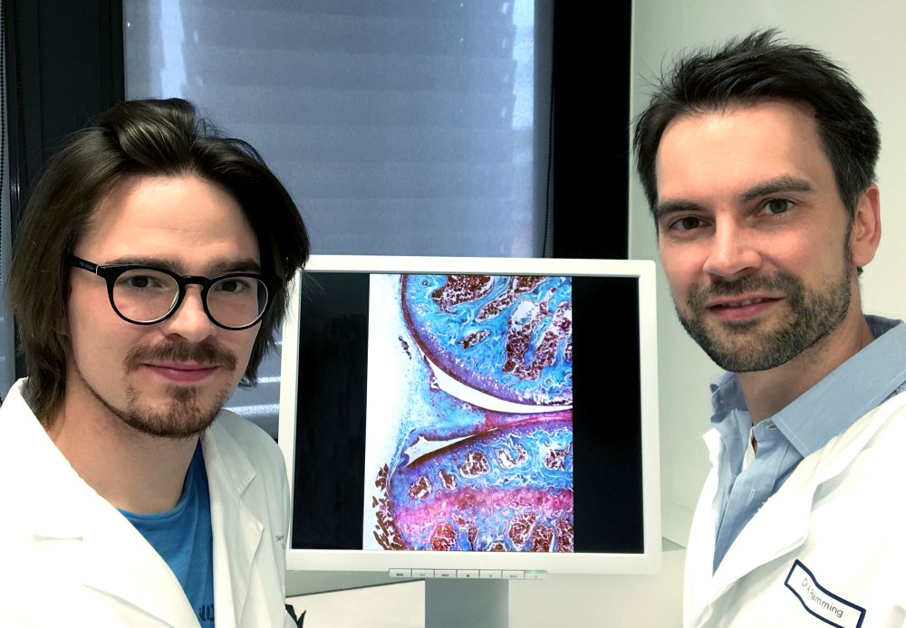 Simon Rauber (links) und Dr. Andreas Ramming vom Lehrstuhl für Innere Medizin III der FAU (Bild: FAU/Andreas Ramming)
