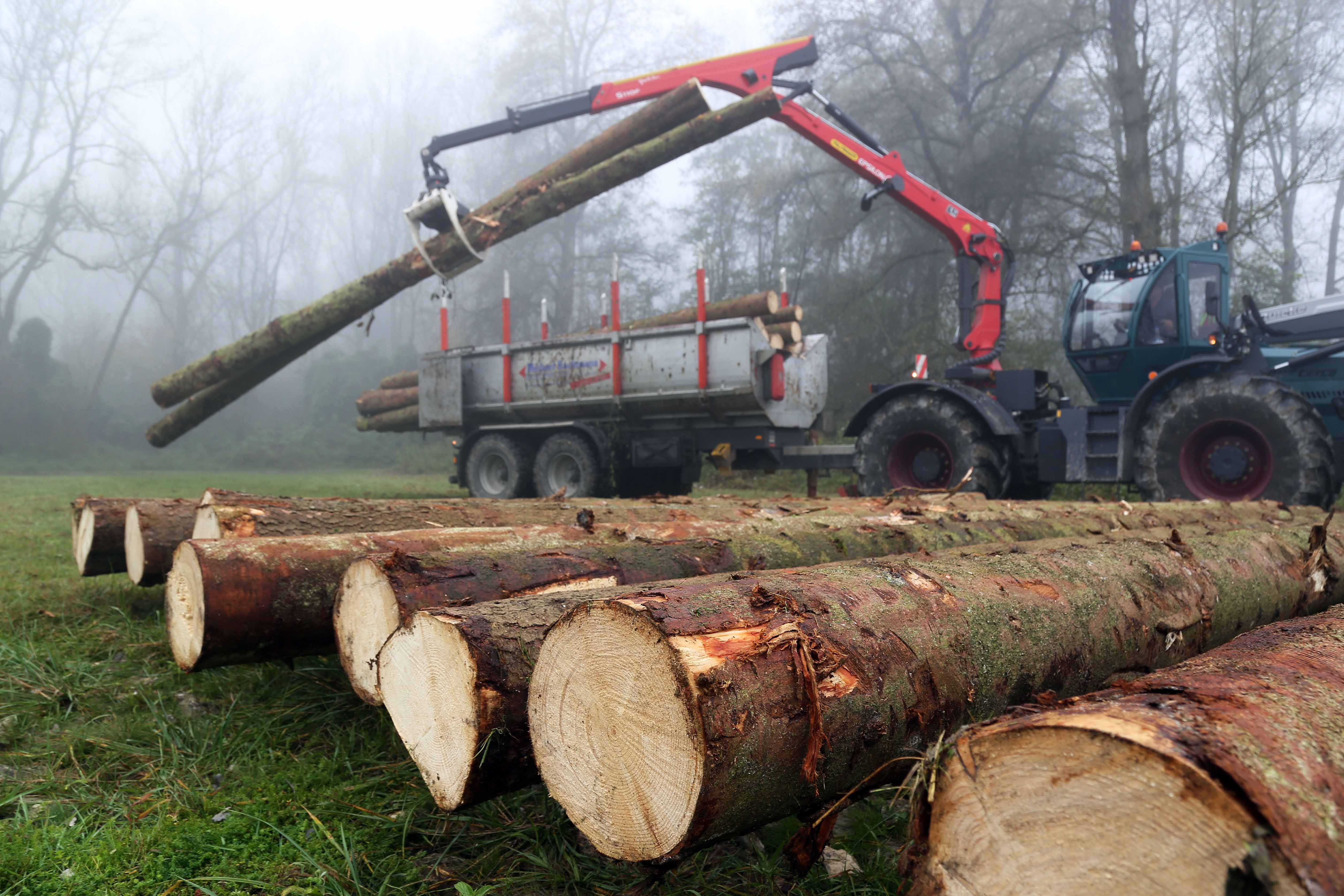 Mächtige Stämme von 8m Länge werden für das Floß verbaut. (Bild: FAU/Matthias Orgeldinger)