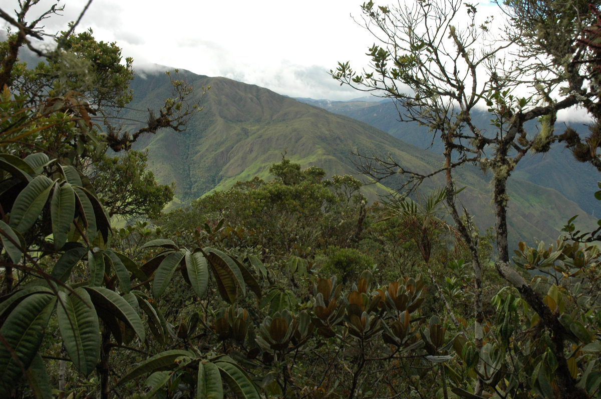 Bedrohter Regenwald in Ecuador (Bild: FAU/Achim Bräuning)