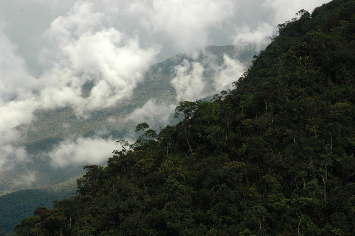 Bedrohter Regenwald in Ecuador (Bild: FAU/Achim Bräuning)