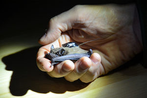 Eine Fledermaus ligt in einer menschlichen Hand