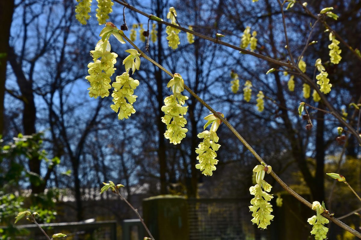 Botanischer Garten Erlangen öffnungszeiten