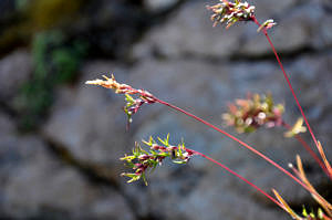 Alpine meadow-grass close-up