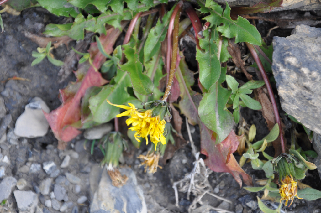 Taraxacum alpinum - Alpen-Löwenzahn: Eine subalpine Art, die in Bergwiesen und -Weiden hauptsächlich über der Waldgrenze vorkommt. Sehr nah verwandt mit den Löwenzahn. Kann recht groß und breit werden und ist deshalb eine mögliche Konkurrenz für die langsam wachsenden, eher kleinen Gebirgsspezialisten. Früher auf 40 Gipfeln, heute auf 73 von den Forschern gefunden. Früher kaum über 3000 m gefunden (höchster Fundort 3020), heute auf 12 Gipfeln über 3000m gefunden, der höchste Standort des Datensatzes ist auf dem Munt Pers, auf 3198m ü.M. (Bild: Veronika Stöckli)