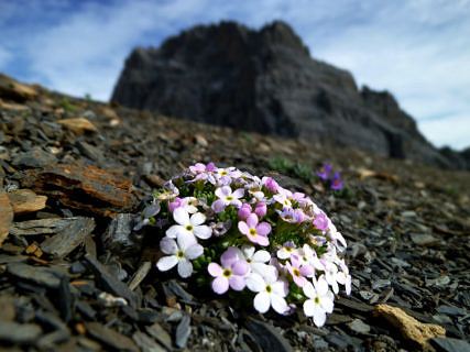 Androsace alpina – Alpen-Mannsschild: Typische Hochgebirgsart, die vor allem auf saurem Gestein wie Granit und Gneiss wächst. Die Pflanze wurde nur auf Gipfeln in den Alpen gefunden. Historisch wurde sie auf 57 Gipfeln nachgewiesen und ist auf allen noch präsent. (Bild: Sarah Burg, SLF)