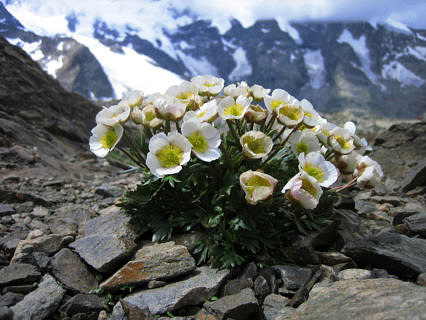 Ranunculus glacialis – Gletscherhahnenfuss: Typische Hochgebirgsart, die vor allem auf saurem Gestein wie Granit und Gneiss wächst. Wurde in den meisten der untersuchten europäischen Berggebieten auf Gipfeln gefunden. Die Pflanze war im historischen Datensatz bereits auf 113 Gipfeln präsent und wurde bis auf kleine Abweichungen auf der Mehrzahl der Gipfel wieder vorgefunden. (Bild: Cajsa Nilsson, SLF)