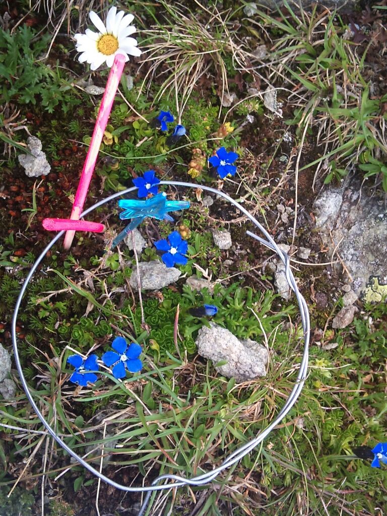 Gentiana bavarica - Bayrischer Enzian: Haben die Forscher nur auf Gipfeln in den Alpen gefunden. Er steigt ebenfalls sehr hoch (3470m), seine Verbreitung hat im Gegensatz zu den meisten anderen Arten etwas abgenommen und verhält sich also entgegen dem allgemeinen Trend. In einer anderen Studie haben die Wissenschaftler herausgefunden, dass diese Art gerne auf "gutem", stabilen und (für alpine Verhältnisse) relativ humusreichem Boden wächst. Gerade dort siedeln sich aber auch gerne die Konkurrenten aus den tieferen Lagen an und entsprechend entsteht dort der größte Konkurrenzdruck. Dies könnte das relativ schlechte Abschneiden dieser Art im langjährigen Vergleich erklären. (Bild: Aino Kulonen, SLF)