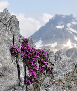 Saxifraga oppositifolia – Gegenblättriger Steinbrech. Wurde von den Forschern auf 145 Gipfeln gefunden. Kommt im Datensatz bis auf über 3500 m vor. Höchste Art der Alpen und wahrscheinlich sogar Europas, kommt wenig unterhalb 4500 m vor. (Bild: Veronika Stöckli)