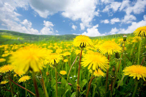 Frühlingszeit – Blumenzeit. Und wie heißt bei Ihnen der Löwenzahn? (Bild: Colourbox.de)