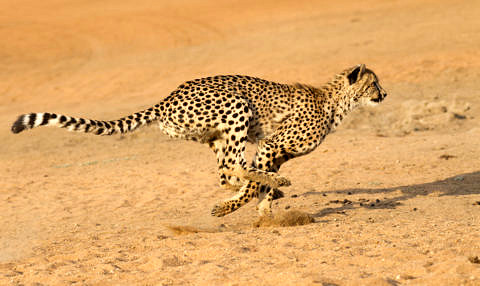 Läuft besser: Alle Landtiere haben eine gerade Anzahl von Beinen. (Bild: Foto: Stuart G Porter/shutterstock.com)