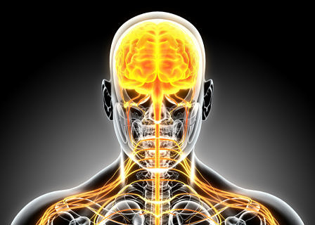 3D illustration male nervous system.