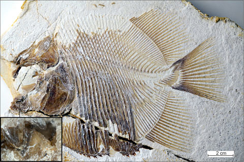 Das Fossil von Piranhamesodon pinnatomus im Jura-Museum Eichstätt. Die Zähne des Raubfisches sind gut erkennbar. (Bild: M. Ebert & Th. Nohl)