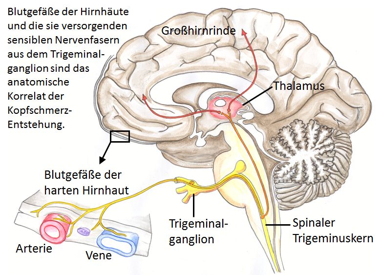 Eine Abbildung eines gezeichneten Gehirns mit den entsprechenden Nervenfasern zur Erklärung von den Ursachen von Kopfschmerzen