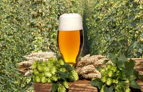 Bierglas vor Hopfenpflanzen
