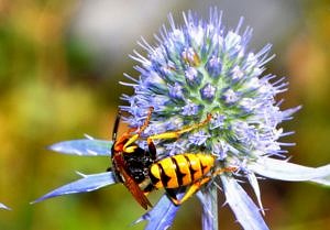 Nahaufnahme einer blauen Blume, auf der eine Biene sitzt.