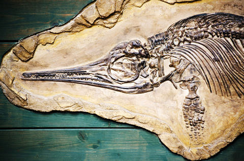 Fossil eines Ichtyosaurus
